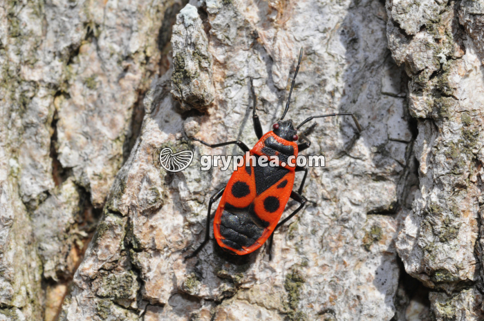 Pyrrhocore - gryphea.com